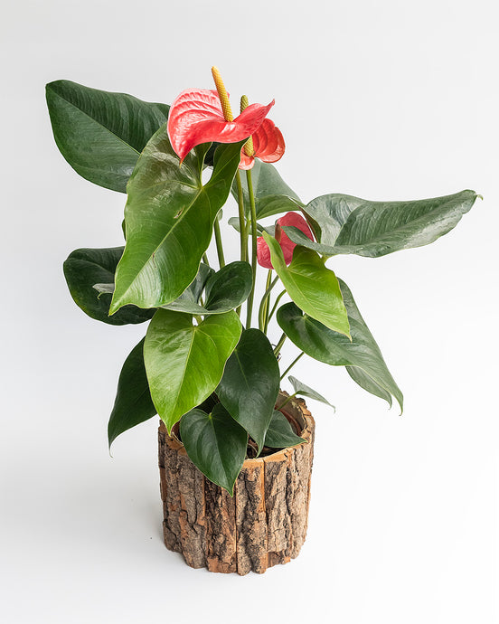 Red Anthurium