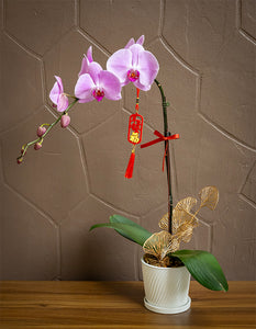 DragonYear Mint with Phalaenopsis from Taiwan