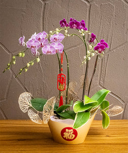 DragonYear Wishes with Phalaenopsis from Taiwan