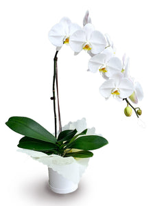 White Phalaenopsis in Box